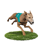 王牌娛樂城白金賽狗